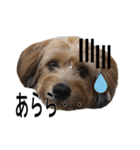 ポメプー くるんちゃんの百面相（個別スタンプ：23）