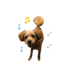 ポメプー くるんちゃんの百面相（個別スタンプ：25）