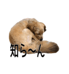 ポメプー くるんちゃんの百面相（個別スタンプ：35）