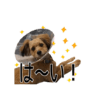 ポメプー くるんちゃんの百面相（個別スタンプ：36）