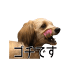 ポメプー くるんちゃんの百面相（個別スタンプ：38）