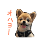 ぽこ太（個別スタンプ：1）