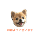 ぽこ太（個別スタンプ：2）