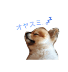 ぽこ太（個別スタンプ：3）