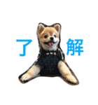 ぽこ太（個別スタンプ：5）