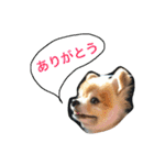 ぽこ太（個別スタンプ：6）