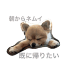 ぽこ太（個別スタンプ：9）