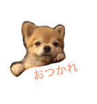 ぽこ太（個別スタンプ：13）