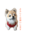 ぽこ太（個別スタンプ：14）