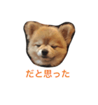 ぽこ太（個別スタンプ：19）