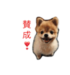 ぽこ太（個別スタンプ：24）