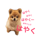ぽこ太（個別スタンプ：28）