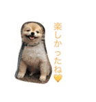 ぽこ太（個別スタンプ：29）