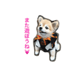 ぽこ太（個別スタンプ：30）