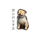 ぽこ太（個別スタンプ：31）
