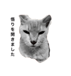 ツナ ビッグキャット（個別スタンプ：4）