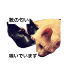 ツナ ビッグキャット（個別スタンプ：5）