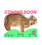 ツナ ビッグキャット（個別スタンプ：8）