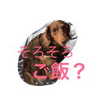可愛いリリー＆キラ（個別スタンプ：5）