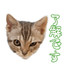猫のアメリカンショートヘアー（個別スタンプ：1）