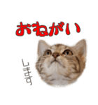 猫のアメリカンショートヘアー（個別スタンプ：2）