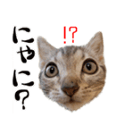 猫のアメリカンショートヘアー（個別スタンプ：3）