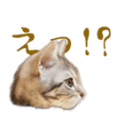 猫のアメリカンショートヘアー（個別スタンプ：4）