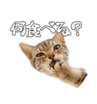 猫のアメリカンショートヘアー（個別スタンプ：5）