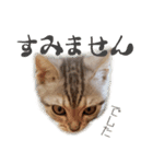猫のアメリカンショートヘアー（個別スタンプ：6）