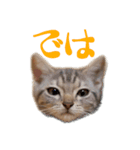 猫のアメリカンショートヘアー（個別スタンプ：7）