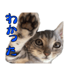 猫のアメリカンショートヘアー（個別スタンプ：10）
