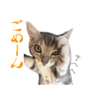 猫のアメリカンショートヘアー（個別スタンプ：12）