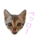 猫のアメリカンショートヘアー（個別スタンプ：13）