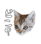 猫のアメリカンショートヘアー（個別スタンプ：14）