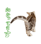 猫のアメリカンショートヘアー（個別スタンプ：15）