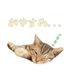 猫のアメリカンショートヘアー（個別スタンプ：16）