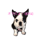 Whis Boston（個別スタンプ：1）