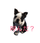 Whis Boston（個別スタンプ：2）