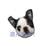 Whis Boston（個別スタンプ：4）