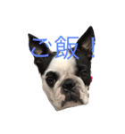 Whis Boston（個別スタンプ：5）