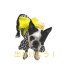Whis Boston（個別スタンプ：7）