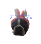 Whis Boston（個別スタンプ：8）