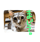 我が家のネコさんたち（個別スタンプ：2）