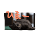 我が家のネコさんたち（個別スタンプ：5）