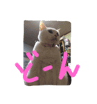 我が家のネコさんたち（個別スタンプ：7）