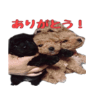 黒トイプードルのアンちゃん（個別スタンプ：3）