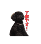 黒トイプードルのアンちゃん（個別スタンプ：4）