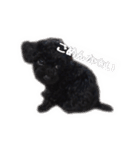 黒トイプードルのアンちゃん（個別スタンプ：5）