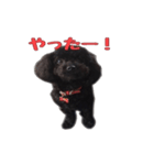 黒トイプードルのアンちゃん（個別スタンプ：6）