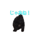 黒トイプードルのアンちゃん（個別スタンプ：7）